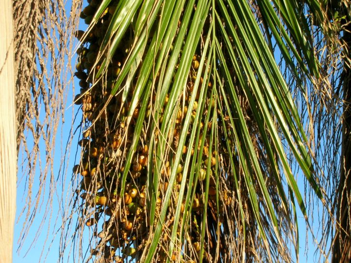 Date palm tree.