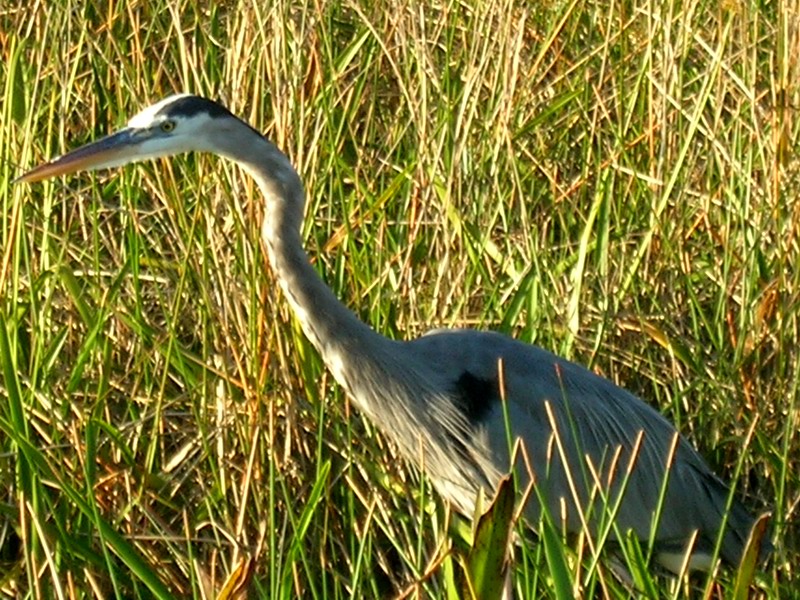 Great Blue Heron, Florida (December 2005)