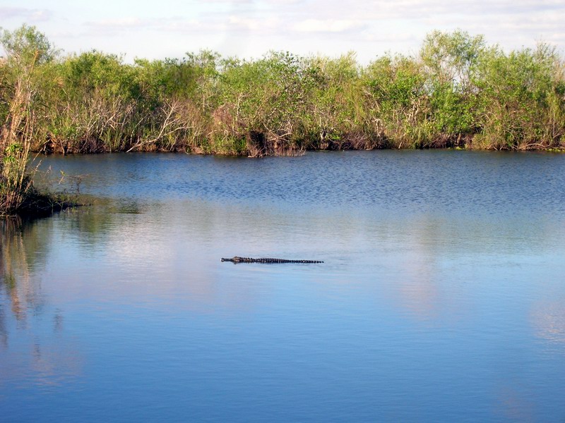 Everglades National Park picture 5366