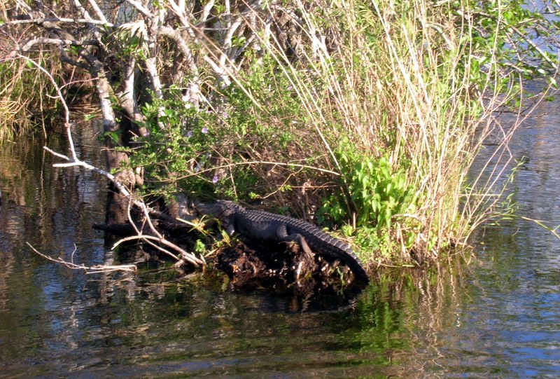 Everglades National Park picture 5367