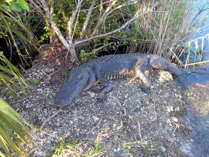 Everglades National Park picture 5369