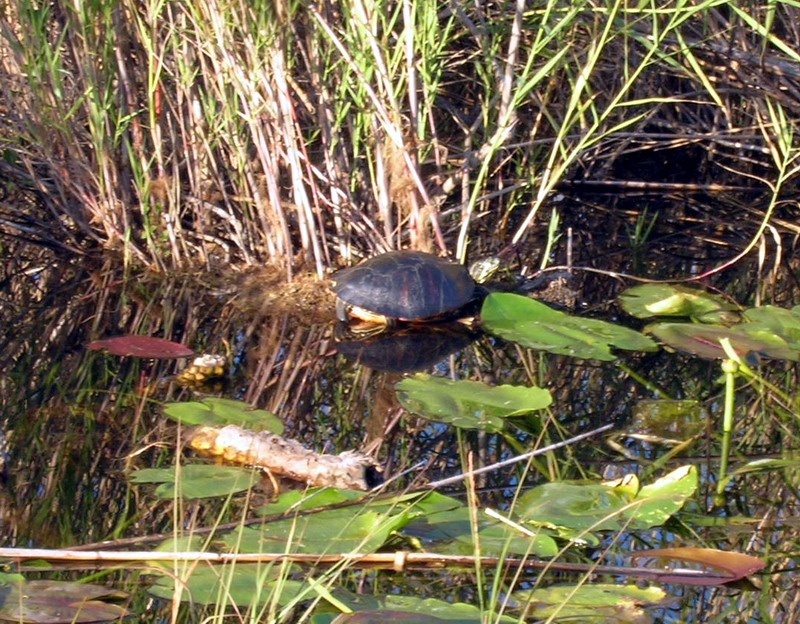 Everglades National Park picture 5370