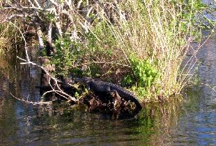 Everglades National Park (December 2005) Everglades National Park (December 2005)