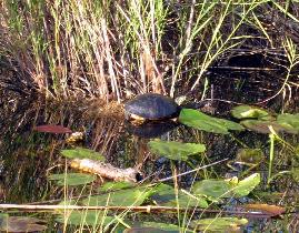 Národný Park Everglades (December 2005) Národný Park Everglades (December 2005)