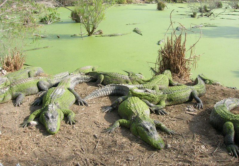 Parked aligators at the pond.