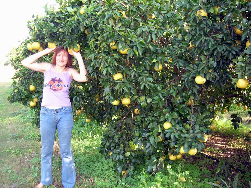 Fresh grapefruits on New Year's Eve