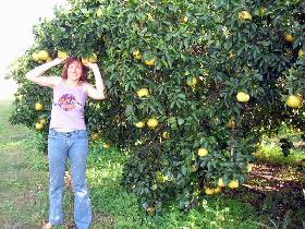 Fresh grapefruits on New Year's Eve (December 2005) Fresh grapefruits on New Year's Eve (December 2005)
