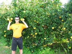 Fresh grapefruits, again. (December 2005) Fresh grapefruits, again. (December 2005)