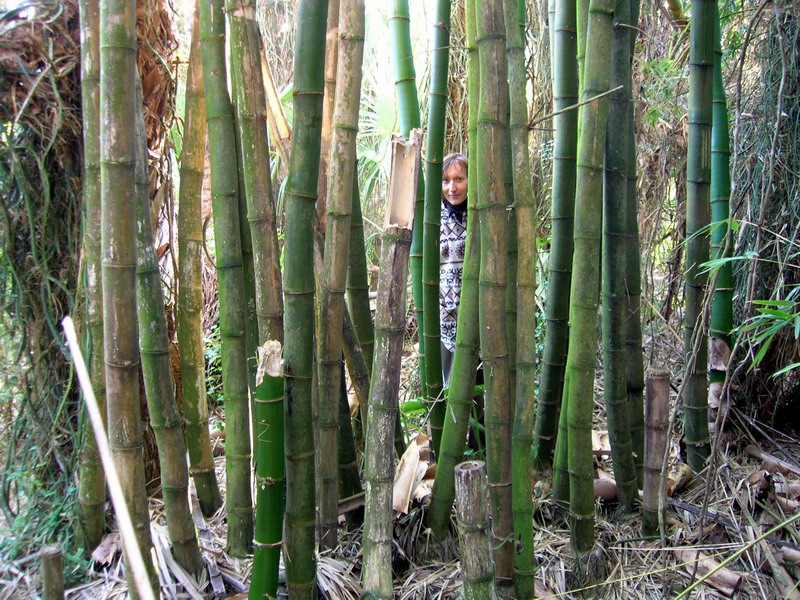 How many bamboo tree can you see?