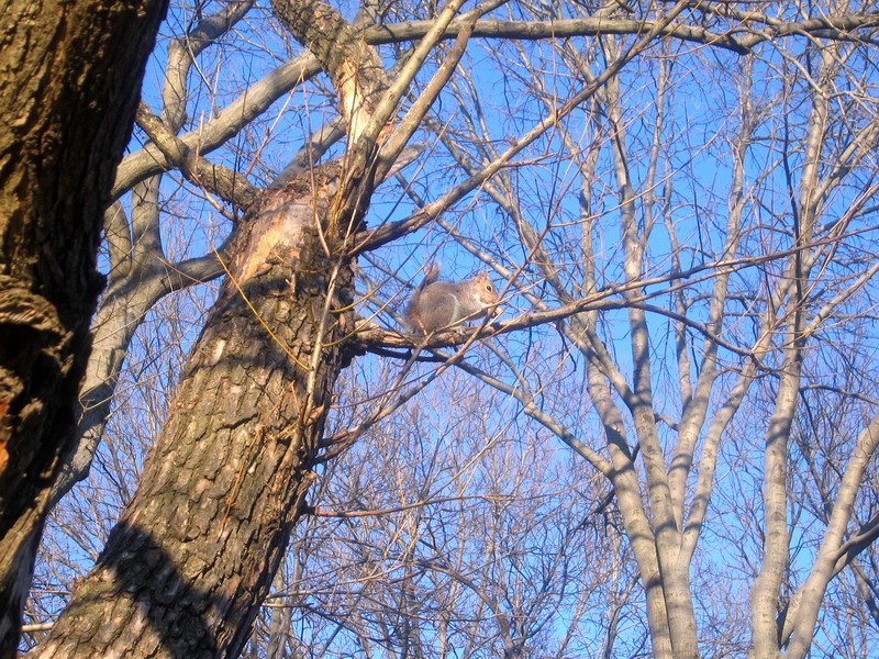 Marine Park - 'A Tree And A Squirrel' picture 5880