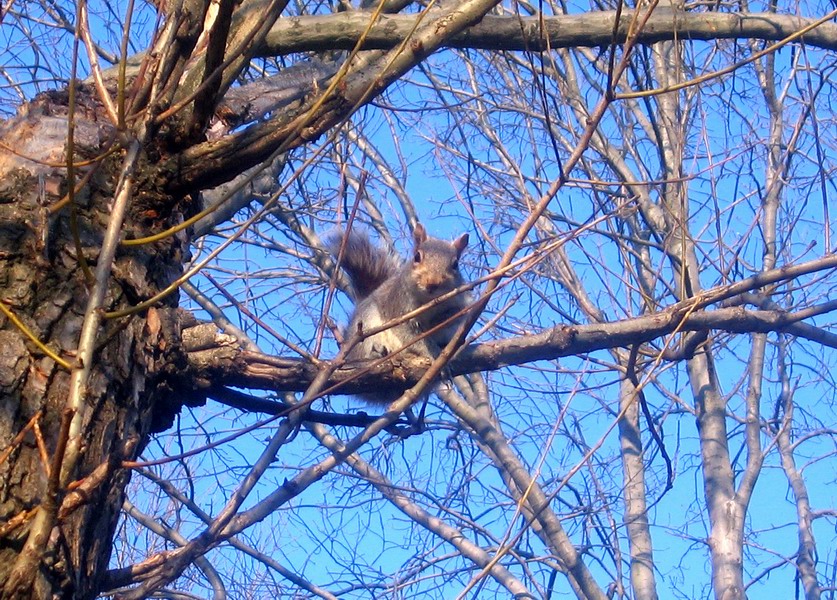 Marine Park - 'A Tree And A Squirrel' picture 5881