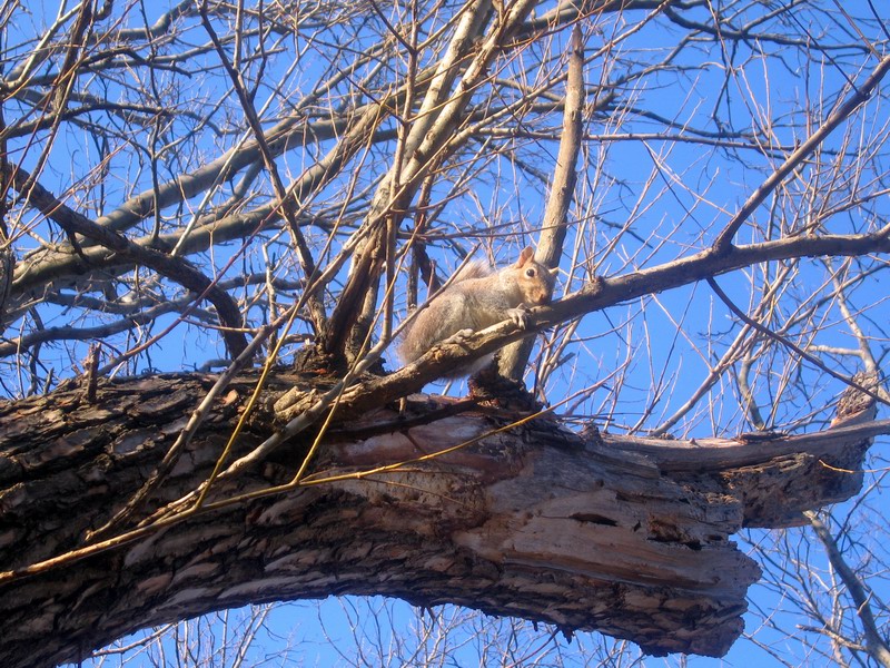 Marine Park - 'A Tree And A Squirrel' picture 5882