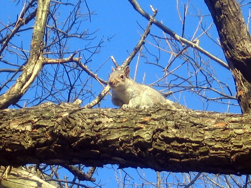 Marine Park - 'A Tree And A Squirrel' picture 5883