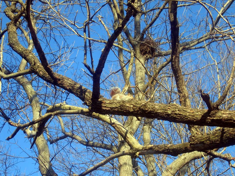 Marine Park - 'A Tree And A Squirrel' picture 5885