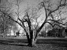 Marine Park - 'A Tree And A Squirrel' (March 2006) Marine Park - 'A Tree And A Squirrel' (March 2006)