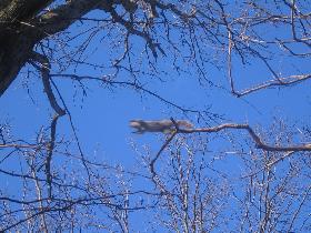 Marine Park - 'A Tree And A Squirrel' (March 2006) Marine Park - 'A Tree And A Squirrel' (March 2006)