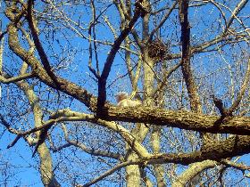 Marine Park - 'A Tree And A Squirrel' (March 2006) Marine Park - 'A Tree And A Squirrel' (March 2006)