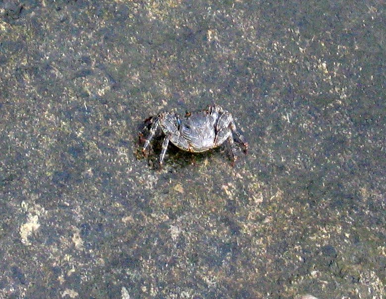 Crab