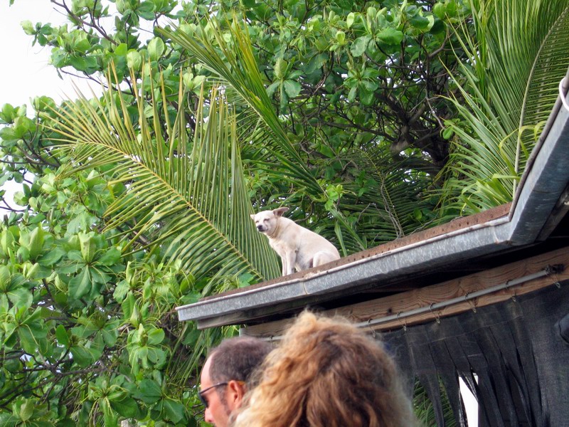 Dog on the roof in pub