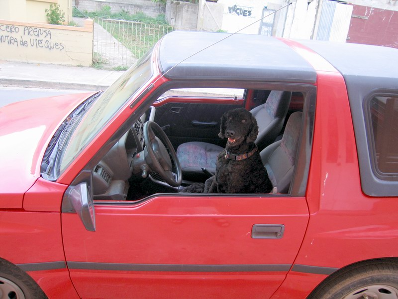 Even dogs can drive a car here