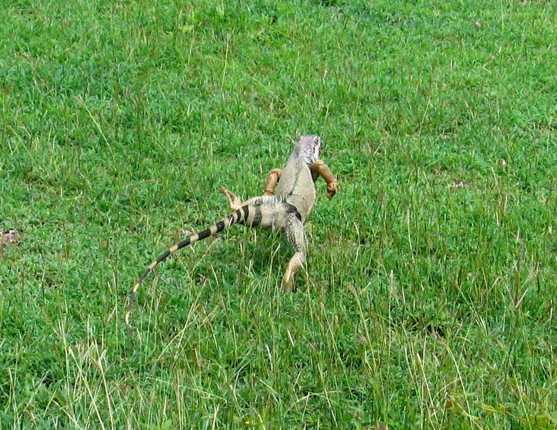 We have seen many iguanas before here, but this is the first walking one. (April 2006)