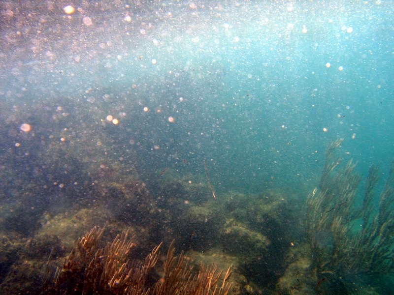 The first underwater picture taken with the new camera. It's not a big deal yet, well, there is always room for an improvement...