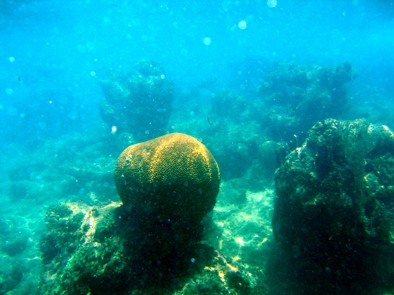 Brain coral