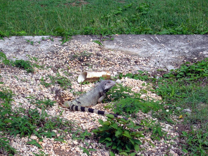 Walking from the beach we observed a male iguana.