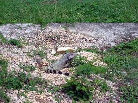 Walking from the beach we observed a male iguana. (April 2006) Walking from the beach we observed a male iguana. (April 2006)