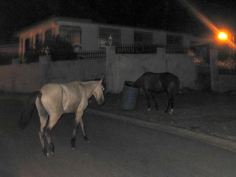 The very first time in our life we see horses eating from a trash can