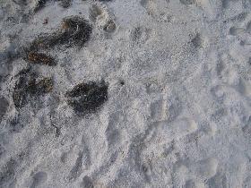 Tracks (April 2006) Tracks (April 2006)