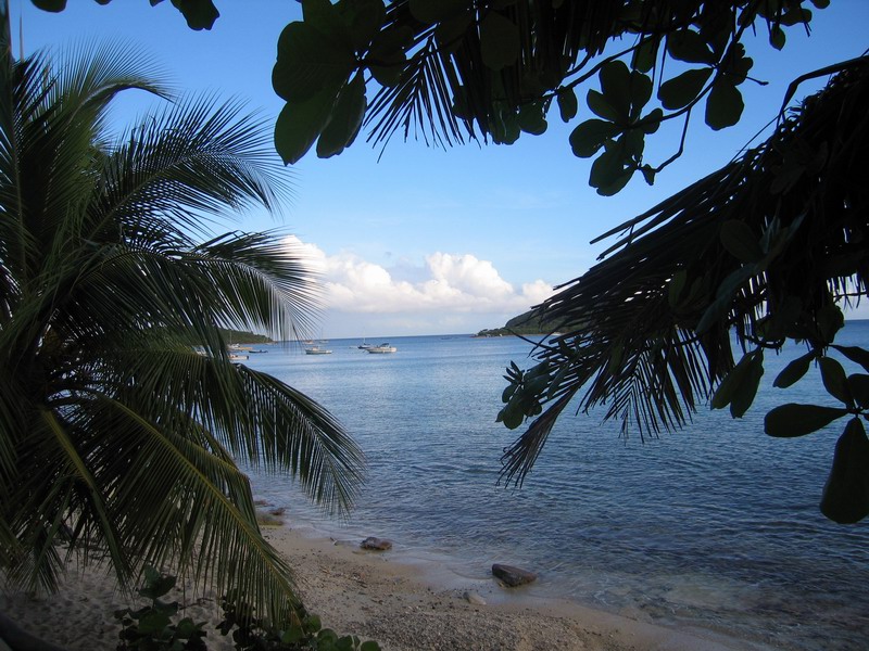 A view to the port through leaves