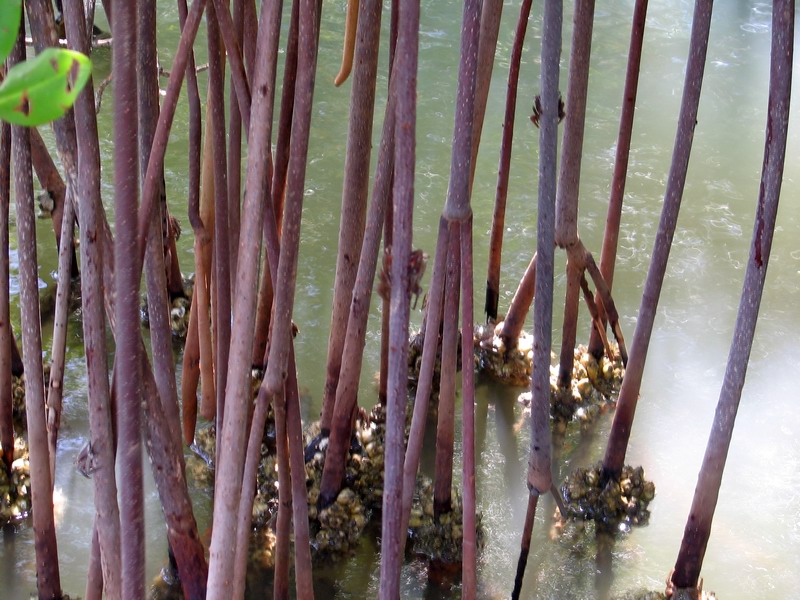 Crabs on a mangrove roots (April 2006)