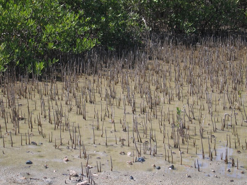 Young mangroves