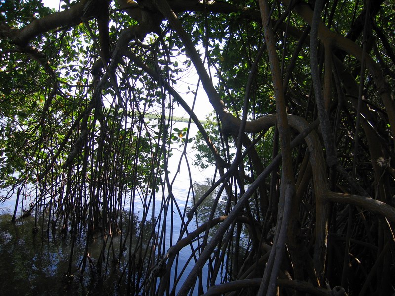 Mangroves' still