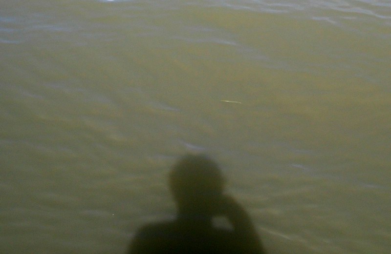 Autoportrait with a needlefish