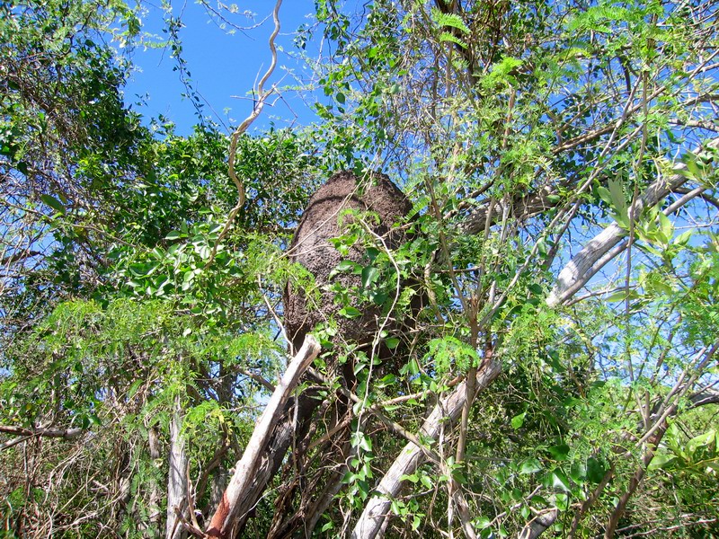 Ant-hill in branches