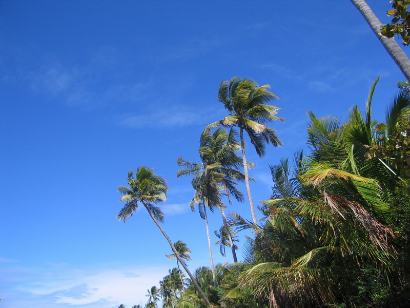 The palmtrees wave us for farewell