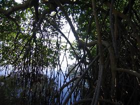 Mangroves' still (April 2006)