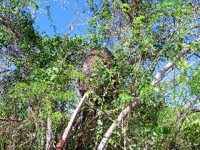 Ant-hill in branches (April 2006) Ant-hill in branches (April 2006)