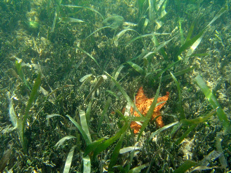 At this place, many starfish are living.