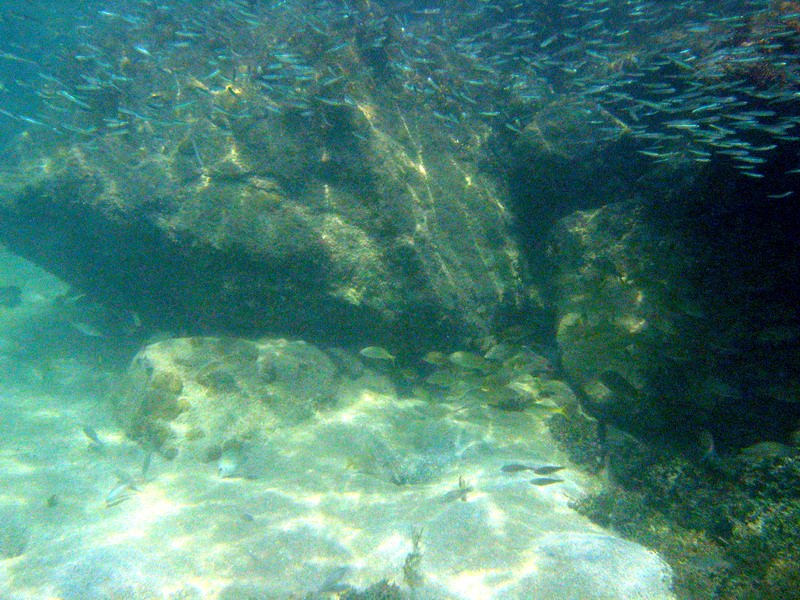 Shoals of fish roaming near reefs