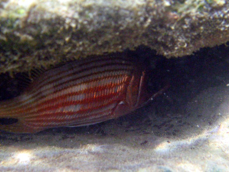 These red squirrelfish are hiding under the reefs
