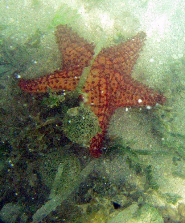 Watching the sealife at Mosquito Pier picture 6489