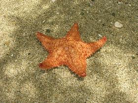 Boys brought the starfish to Milena. It's easier to take a picture here. (April 2006) Boys brought the starfish to Milena. It's easier to take a picture here. (April 2006)