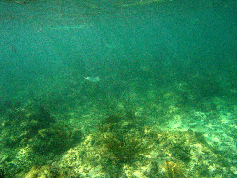 A barracuda lurks in a distance right below the surface