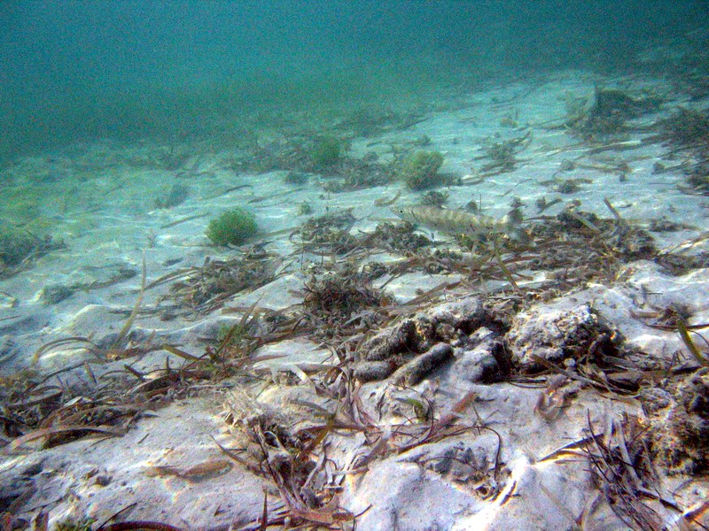 Barracudas at Blue Beach picture 6388