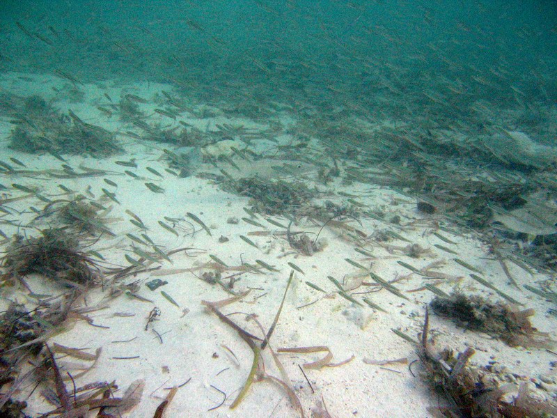 Barracudas at Blue Beach picture 6389