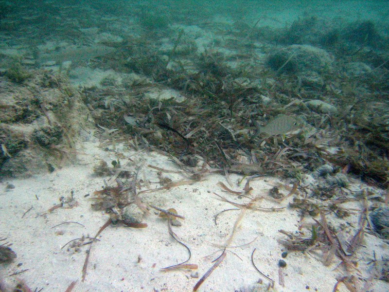 Young barracuda lurking hidden in a shoal of small sardines. The eventual prey is on the right.