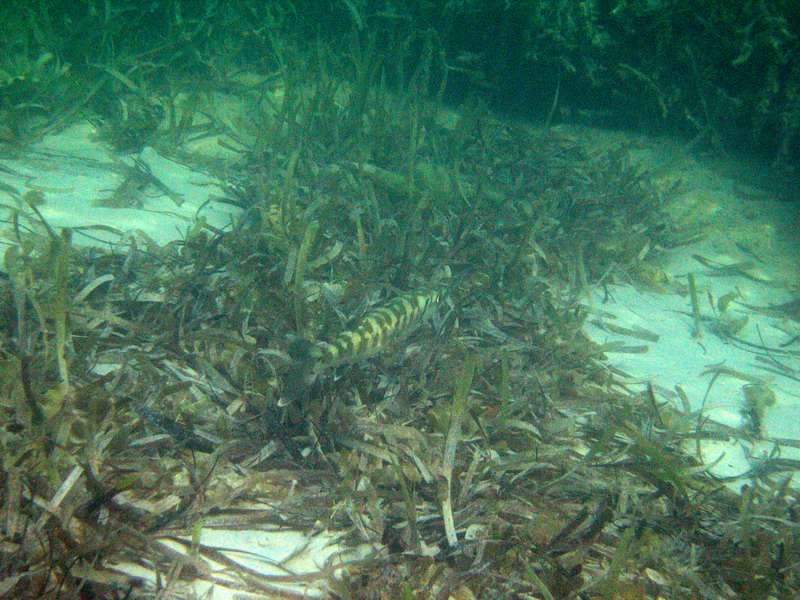 Few pictures of a bigger barracuda.